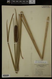 Typha angustifolia image