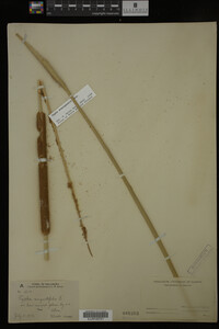 Typha domingensis image