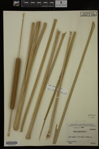 Typha angustifolia image