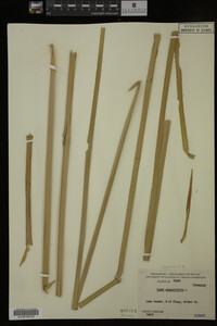 Typha domingensis image
