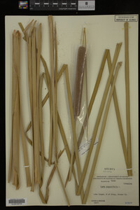 Typha domingensis image
