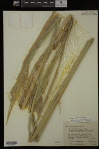 Typha domingensis image