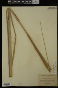 Typha domingensis image