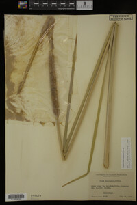 Typha domingensis image