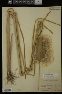 Typha domingensis image