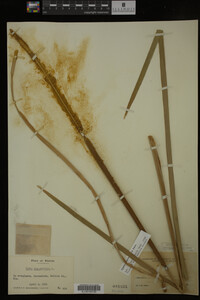 Typha domingensis image