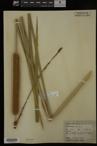 Typha domingensis image