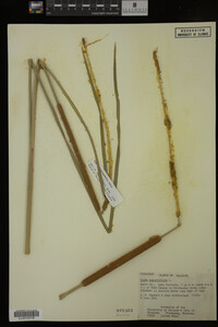 Typha domingensis image