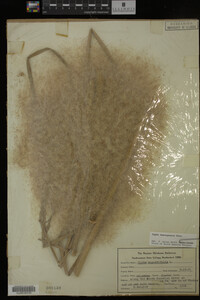 Typha domingensis image