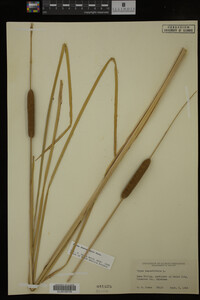 Typha domingensis image