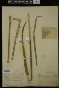 Typha domingensis image
