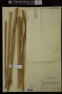 Typha domingensis image