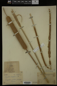 Typha domingensis image