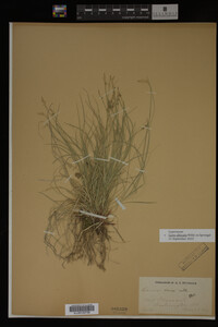 Carex albicans image