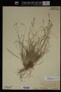 Carex albicans image