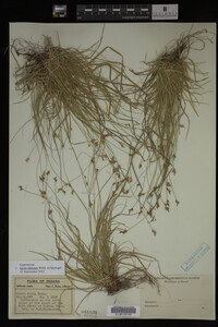 Carex albicans image