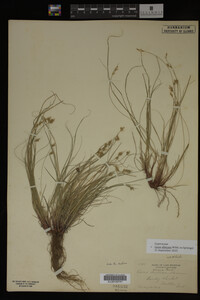 Carex albicans image