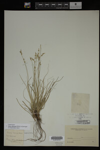 Carex albicans image