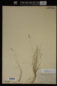 Carex albicans image