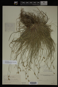 Carex albicans image