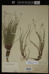 Carex albicans image