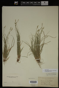 Carex albicans image