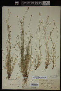 Carex albicans image