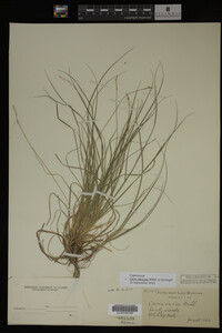 Carex albicans image