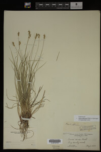 Carex albicans image