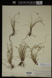 Carex albicans image