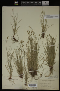 Carex albicans image