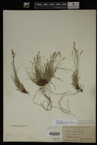 Carex albicans image