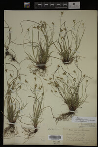Carex albicans image