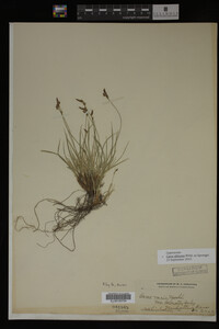 Carex albicans image
