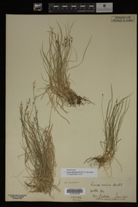 Carex albicans image
