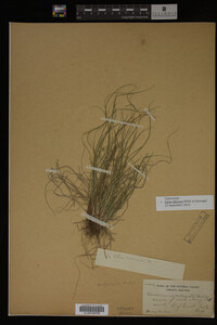 Carex albicans image