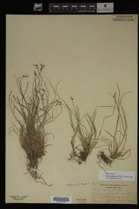 Carex albicans image