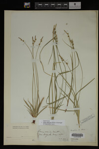 Carex albicans image