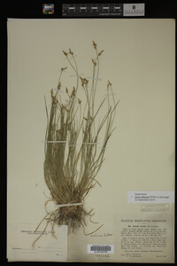 Carex albicans image