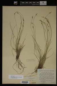 Carex albicans image