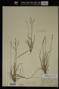 Carex albicans image