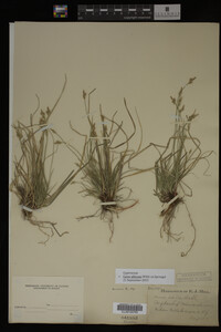 Carex albicans image