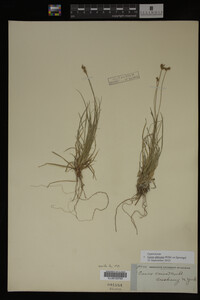 Carex albicans image