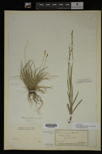 Carex albicans image