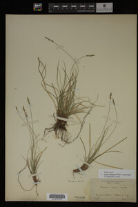 Carex albicans image