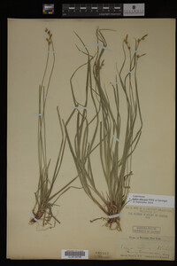 Carex albicans image