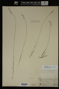 Carex albicans image