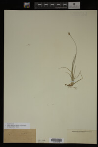 Carex albicans image