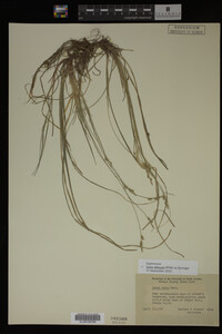 Carex albicans image