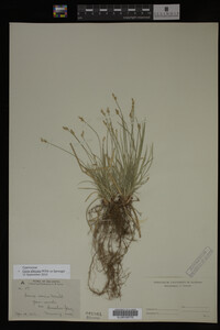 Carex albicans image